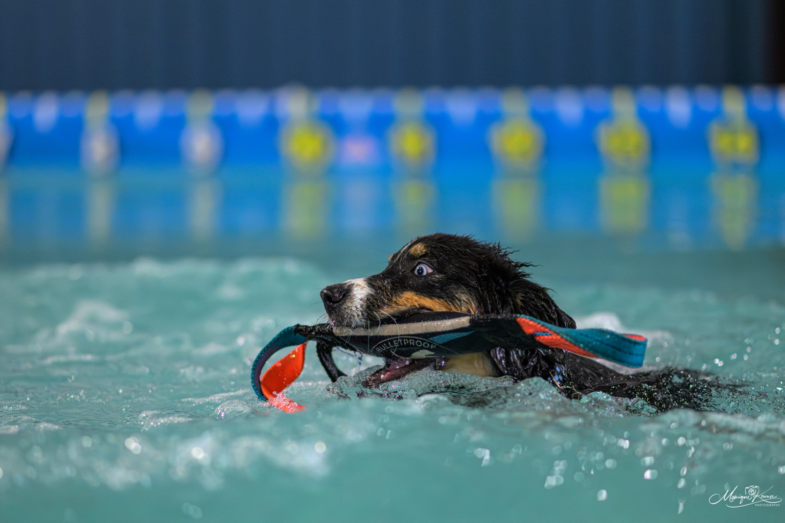 Banshee swimming with a bumper