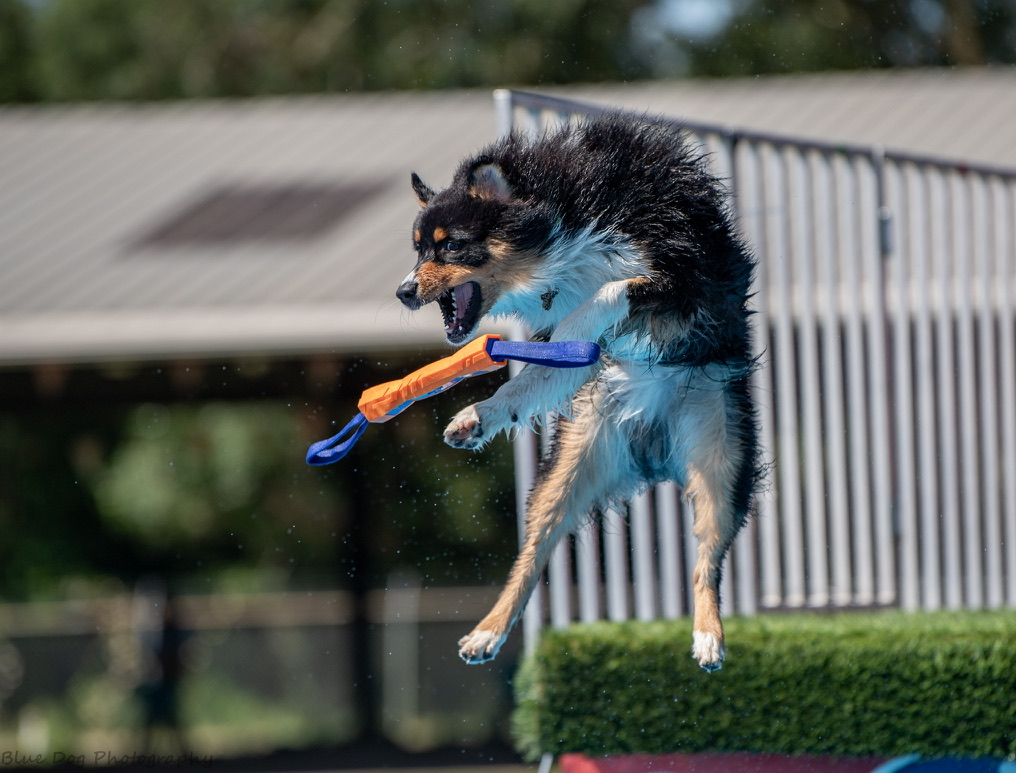 Nine-month-old Strike catching a bumper over the pool