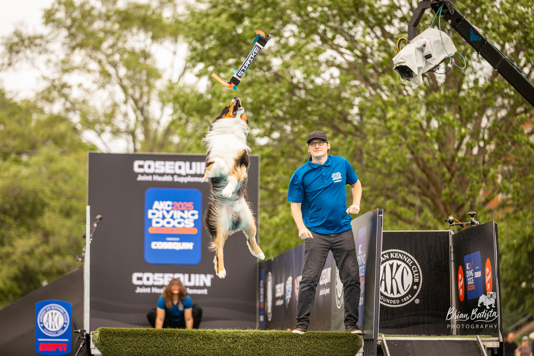 Strike tracking a bumper during the ESPN Diving Dogs Premier Cup