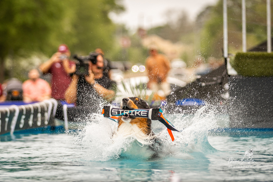Strike returning through the pool with his bumper